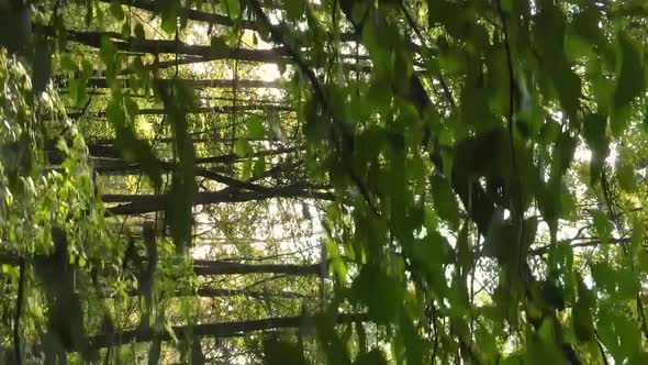 Vertical Video of a Forest with Many Trees in Autumn