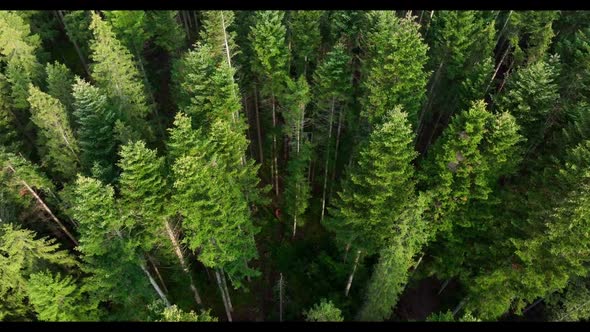 Birds Eye View of Green Forest on a summer sunny day. Treetops of coniferous trees in the woodland