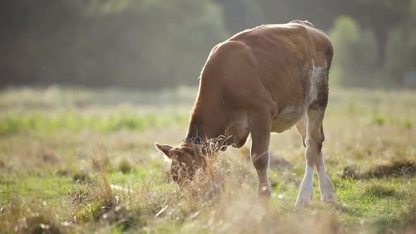 Domestic cow grazing on farm pasture with green grass.