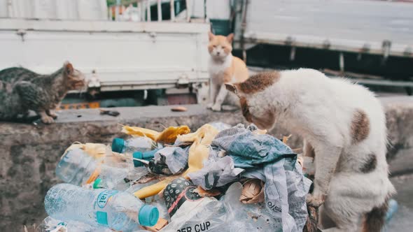 Stray Shabby Cats Eat Rotten Food From a Dirty Dumpster Poor Africa Zanzibar