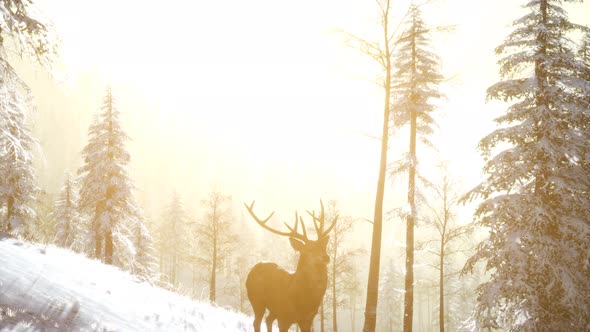 Proud Noble Deer Male in Winter Snow Forest