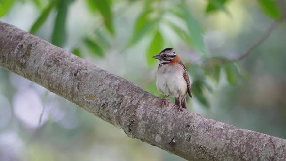 Cinematic scene of a wild rufous-collared sparrow, zonotrichia capensis standing still on the tree b