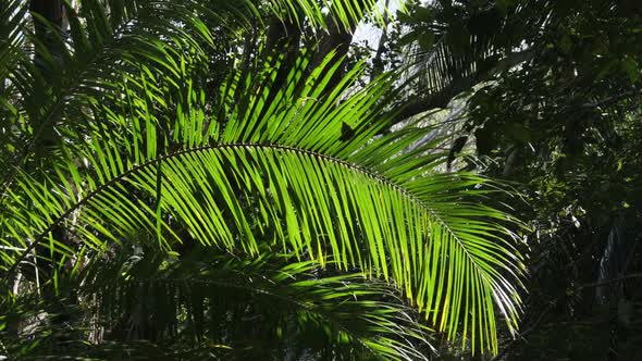 Tropical Forest Green Palm Branch Dense Exotic Bushes in Jozani Zanzibar