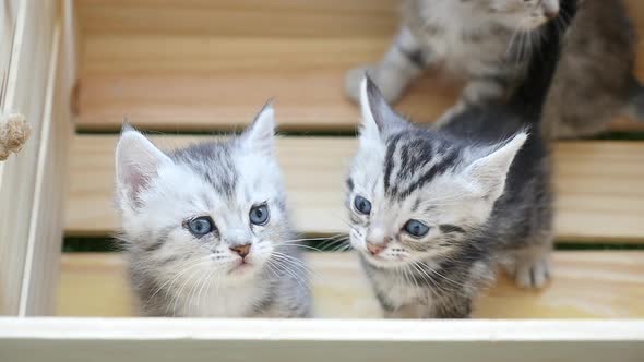 Cute American Short Hair Kittens Playing In Wood Box