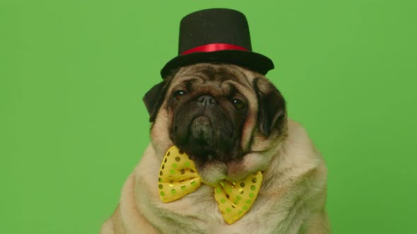 Beige Dog with Bow Tie and Hat on Green Background