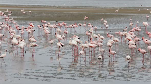 bird Rosy Flamingo colony in Walvis Bay, Namibia, Africa wildlife