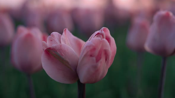 Closeup Unusual Flower Growing in Tulip Field