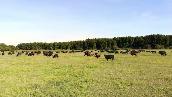 in Meadow on Green Grassy Field Many Brown and Black Pedigree Breeding Cows Bulls are Grazing