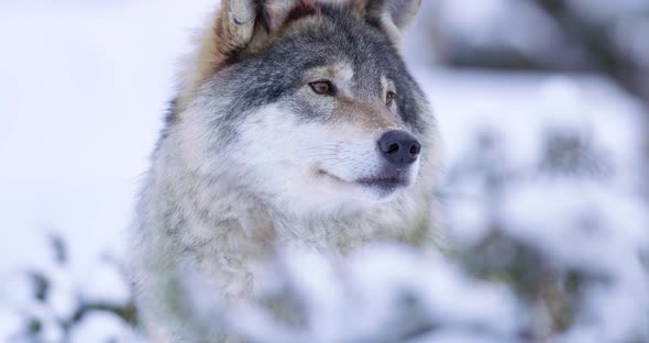 Portrait of Curious Wolf in Winterscape