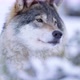 Portrait of Curious Wolf in Winterscape - VideoHive Item for Sale