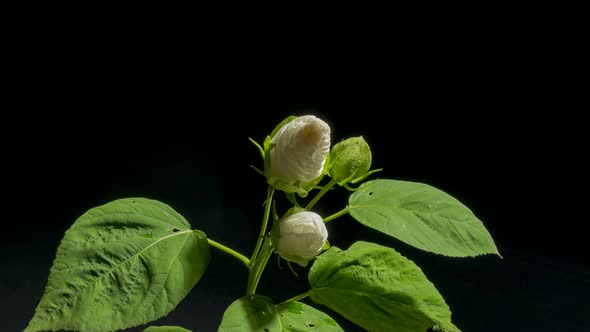 white hibiscus flower opening