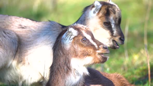 Baby goat kid ruminates, goats lying in lawn and eating grass