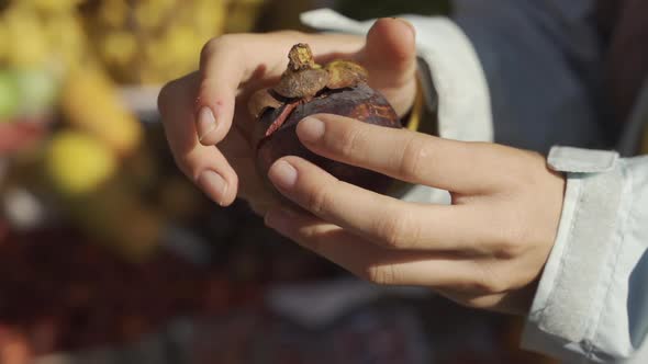 Man Opening Mangosteen Fruit In Bali