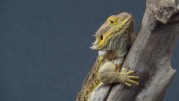 Lizards Bearded Agama or Pogona Vitticeps on Wooden Snag at Black Background. Close Up