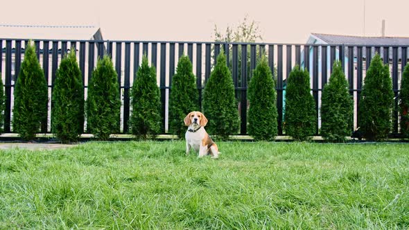 Beagle Dog Run at Grass Outdoors