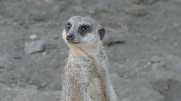 The Meerkat Surveys the Area