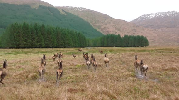 A Herd of Red Deer Hinds Running in the Scottish Highlands in Slow Motion