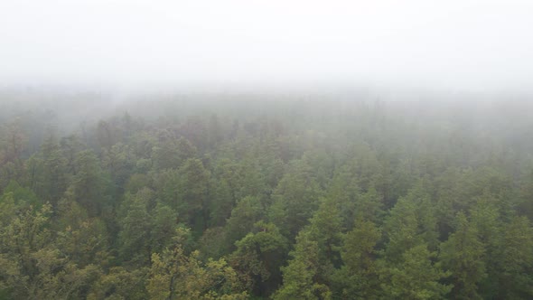 Forest in Fog in Rainy Autumn Weather. Ukraine. Aerial View, Slow Motion