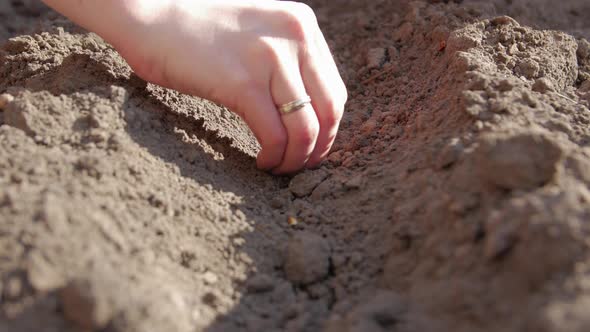 Hands Planted A Bulb