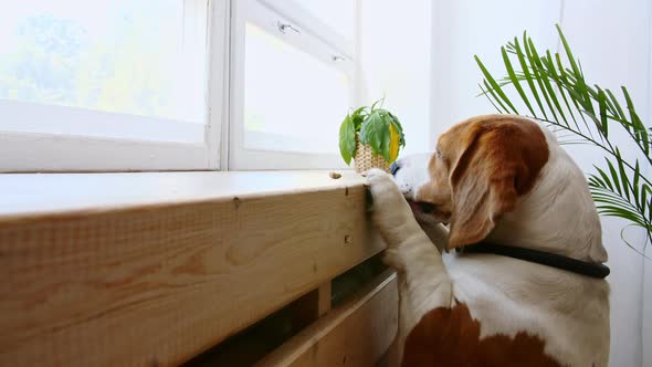 Dog Beagle Stand Up on Hind Legs and to Reach Food