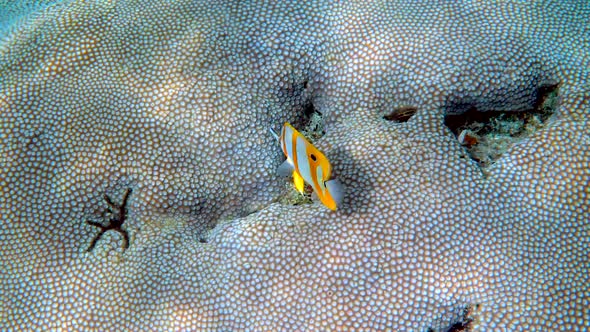 Copperband Butterflyfish or Chelmon Rostratus Fish with Long Nose in Andaman Sea Thailand