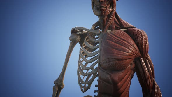 Muscular and Skeletal System of Human Body