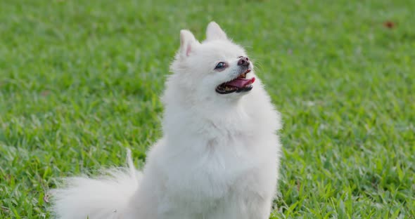 Pomeranian dog in the city park