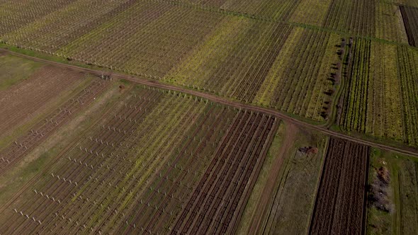 Vertical Stripes of Agricultural Parcels of Different Crops