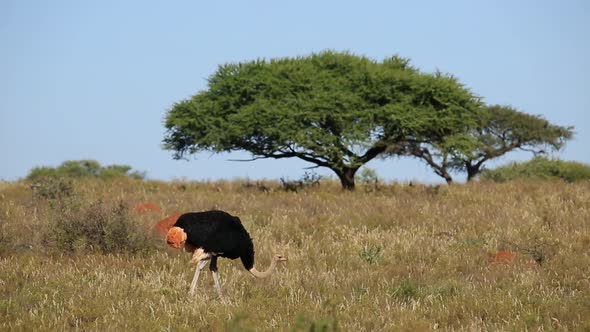 Ostrich In Grassland - South Africa