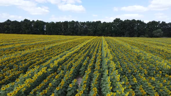 Field with Sunflowers in Summer Aerial View