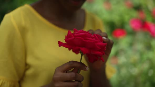 Slim Female African American Hand Touching Red Petals of Rose in Slow Motion Outdoors