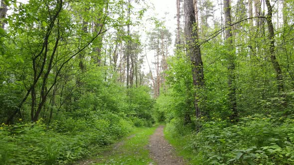 Summer Forest with Pine Trees Slow Motion