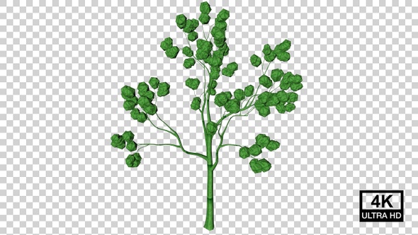 Growing Platonic Tree 4K