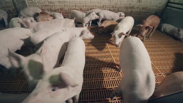 Restless Pig Herd in the Cote of the Pig Farm