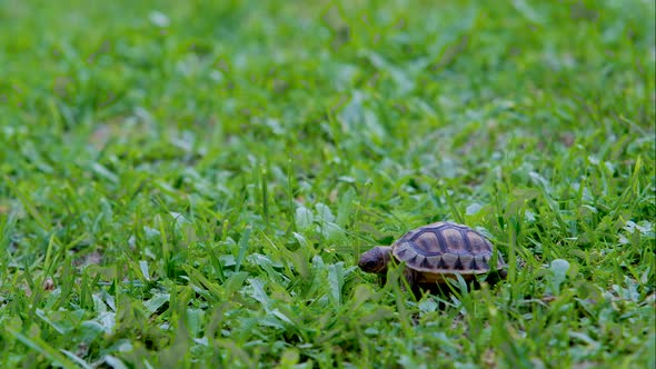 Tiny tortoise on green grass eating