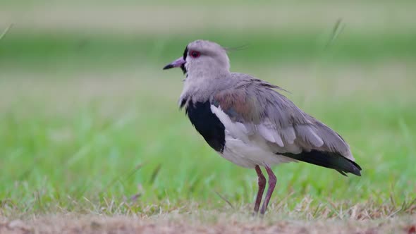 Raucous, conspicuous shorebird, southern lapwing, vanellus chilensis standing on the pasture ground