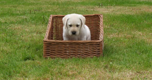 Yellow Labrador Retriever, Puppy Playing in a Basket, Normandy in France, Slow Motion 4K