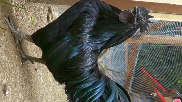 Ayam Cemani beautiful black rooster. Low-angle and close-up. VERTICAL format