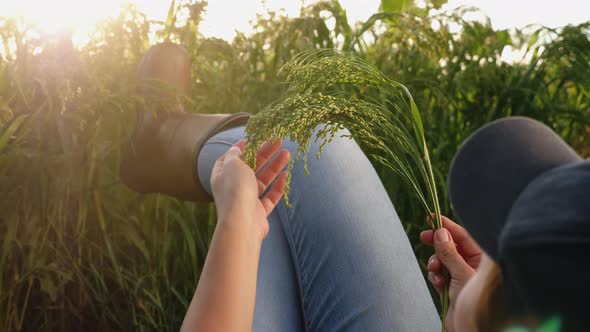 Farmer Resting Lying in the Field Examines a Sprig of Millet