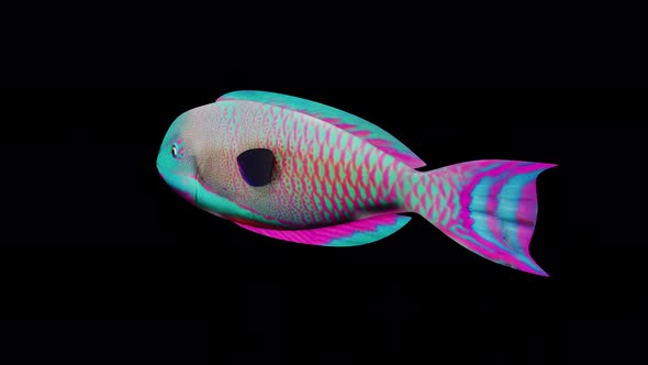 Blue Barred Fish View From Back Side alt