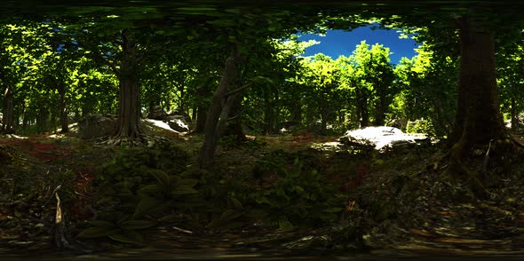VR360 View of Morning Green Forest