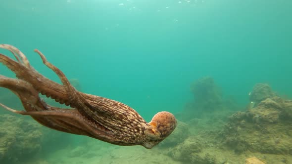 Wild octopus swimming underwater in mediterranean sea. Octopuses at seabed.