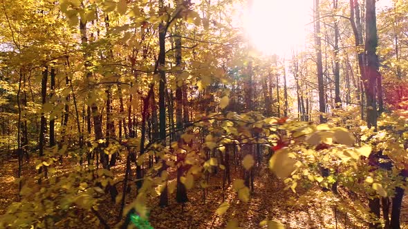 Colorful Autumn Forest Wood