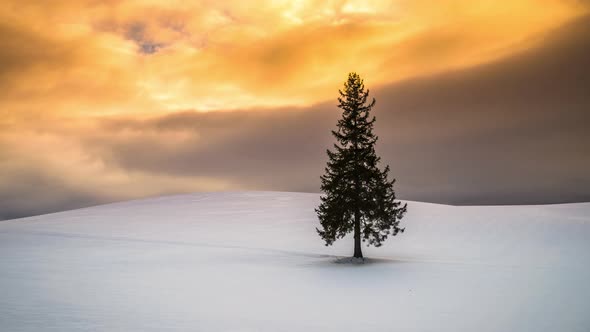 Biei, Hokkaido, Japan at the Christmas Tree