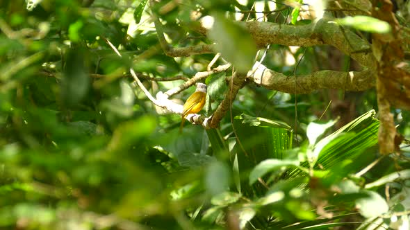 Small colorful bird sitting on tree branch in the jungle on a beautiful summer day
