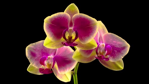 Blooming Yellow - Pink Orchid Phalaenopsis Flower