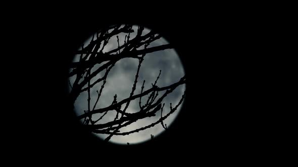 Moon Moves Behind Tree Branches Scary Scene