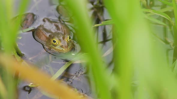 Lake Frog