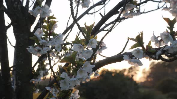 White flower tree blossom during sunset or sunrise background, nature branches close up in the outdo