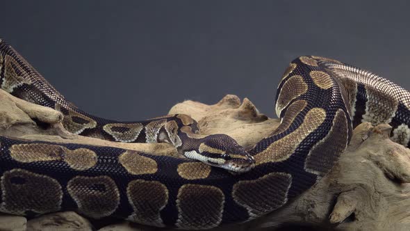 Royal Python or Python Regius on Wooden Snag at Black Background. Close Up